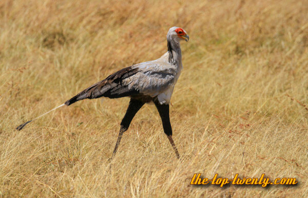 Secretarybird